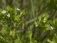 Apium graveolens 27, Selderij, Saxifraga-Willem van Kruijsbergen