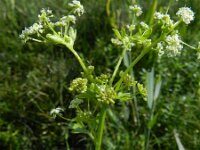 Apium graveolens 3, Selderij, Saxifraga-Rutger Barendse