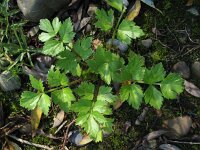 Apium graveolens 4, Selderij, Saxifraga-Rutger Barendse