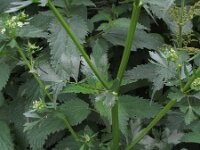 Apium graveolens 5, Selderij, Saxifraga-Rutger Barendse