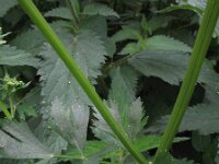 Apium graveolens 6, Selderij, Saxifraga-Rutger Barendse