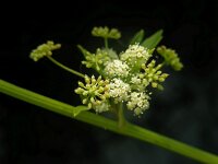 Apium graveolens 8, Selderij, Saxifraga-Ed Stikvoort
