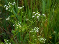 Apium graveolens 9, Selderij, Saxifraga-Ed Stikvoort