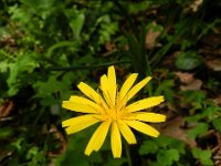 Aposeris foetida 10, Saxifraga-Rutger Barendse