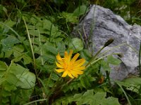 Aposeris foetida 14, Saxifraga-Ed Stikvoort