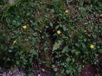 Aposeris foetida 15, Saxifraga-Ed Stikvoort