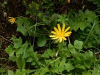 Aposeris foetida 16, Saxifraga-Ed Stikvoort