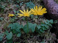 Aposeris foetida 17, Saxifraga-Ed Stikvoort