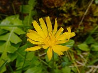 Aposeris foetida 18, Saxifraga-Ed Stikvoort