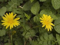 Aposeris foetida 2, Saxifraga-Jan van der Straaten