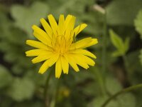 Aposeris foetida 3, Saxifraga-Jan van der Straaten