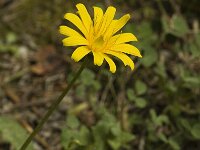 Aposeris foetida 4, Saxifraga-Jan van der Straaten