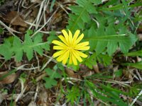 Aposeris foetida 6, Saxifraga-Jasenka Topic