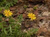Aposeris foetida 7, Saxifraga-Jan van der Straaten