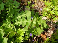 Aposeris foetida 8, Saxifraga-Rutger Barendse