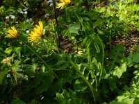 Aposeris foetida 9, Saxifraga-Rutger Barendse