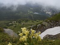 Aquilegia aurea 13, Saxifraga-Harry Jans  Aquilegia aurea