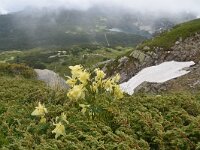 Aquilegia aurea 14, Saxifraga-Harry Jans  Aquilegia aurea