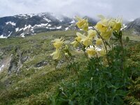 Aquilegia aurea 16, Saxifraga-Harry Jans  Aquilegia aurea