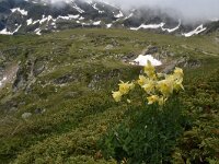 Aquilegia aurea 17, Saxifraga-Harry Jans  Aquilegia aurea