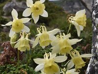 Aquilegia aurea 18, Saxifraga-Harry Jans  Aquilegia aurea