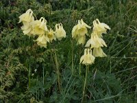 Aquilegia aurea 2, Saxifraga-Harry Jans