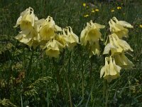 Aquilegia aurea 4, Saxifraga-Harry Jans