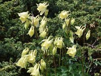 Aquilegia aurea 5, Saxifraga-Harry Jans