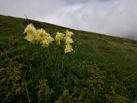 Aquilegia aurea 6, Saxifraga-Harry Jans