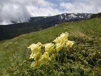 Aquilegia aurea 7, Saxifraga-Harry Jans