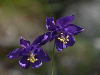 Aquilegia einseleana 2, Saxifraga-Harry Jans