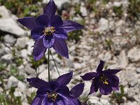 Aquilegia einseleana 3, Saxifraga-Harry Jans