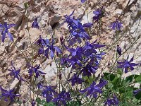 Aquilegia einseleana 4, Saxifraga-Harry Jans