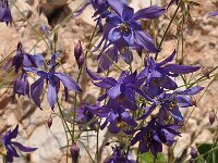 Aquilegia einseleana 5, Saxifraga-Harry Jans