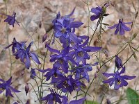Aquilegia einseleana 6, Saxifraga-Harry Jans