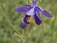 Aquilegia einselena 7, Saxifraga-Jan van der Straaten