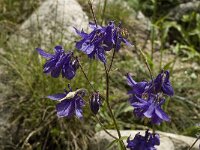 Aquilegia viscosa 2, Saxifraga-Jan van der Straaten