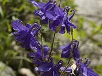 Aquilegia viscosa 3, Saxifraga-Jan van der Straaten