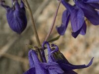 Aquilegia viscosa 4, Saxifraga-Jan van der Straaten