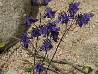 Aquilegia viscosa 5, Saxifraga-Jan van der Straaten