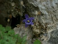 Aquilegia viscosa 6, Saxifraga-Dirk Hilbers