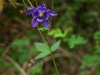 Aquilegia vulgaris 10, Wilde akelei, Saxifraga-Dirk Hilbers