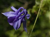 Aquilegia vulgaris 11, Wilde akelei, Saxifraga-Jan van der Straaten