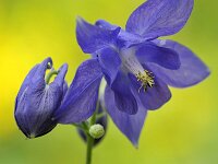 Aquilegia vulgaris 12, Wilde akelei, Saxifraga-Elisabeth Raboin