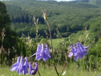Aquilegia vulgaris 13, Wilde akelei, Saxifraga-Jan Willem Jongepier