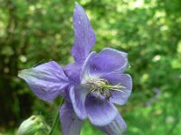 Aquilegia vulgaris 14, Wilde akelei, Saxifraga-Jan Willem Jongepier