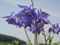 Aquilegia vulgaris 15, Wilde akelei, Saxifraga-Jan Willem Jongepier