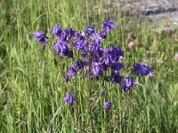 Aquilegia vulgaris 16, Wilde akelei, Saxifraga-Peter Meininger