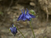 Aquilegia vulgaris 17, Wilde akelei, Saxifraga-Willem van Kruijsbergen