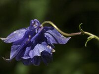 Aquilegia vulgaris 18, Wilde akelei, Saxifraga-Jan van der Straaten
